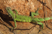 Green iguana