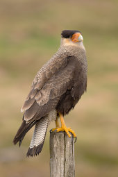 Crested caracara