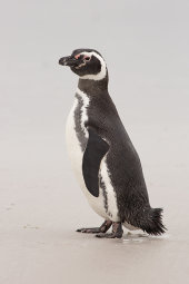 Magellanic penguin