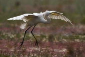 Intermediate egret