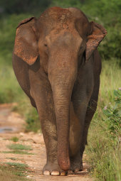 Asian elephant