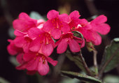 Rhododendron rugosum