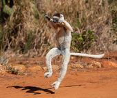 Verreaux's sifaka