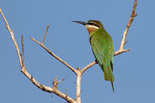Olive bee-eater