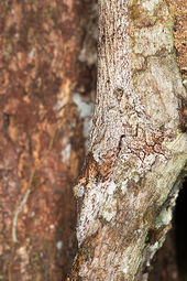 Leaf-tailed gecko