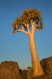 Quiver trees