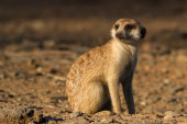 Meerkat