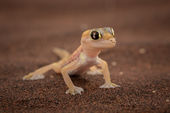 Namib Sand Gecko