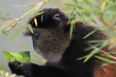 Golden monkey
