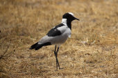 Blacksmith lapwing
