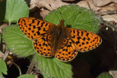 Pearl-bordered fritillary
