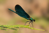 Beautiful demoiselle