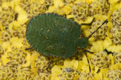 Immature Green shieldbug