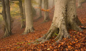 Beech wood, Rack Hill