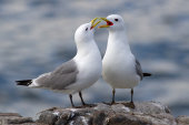 Kittiwakes