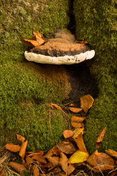Ganoderma lucidum