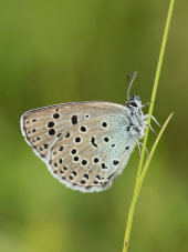 Large blue