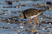 Turnstone