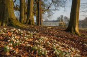 Lydiard Park