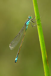 Blue-tailed damselfly