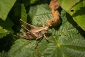 Dark bush-cricket