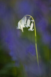 White bluebell