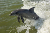 Bottlenosed dolphin