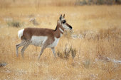 Pronghorn
