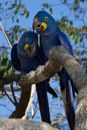 Hyacinth macaws