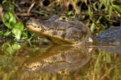 Yacare caiman