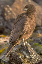 Variable hawk