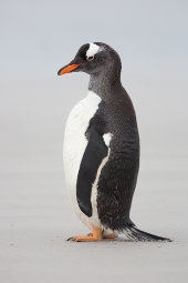 Gentoo penguin