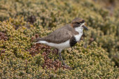 Two-banded plover
