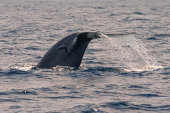 Blue whale