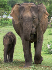 Asian elephant
