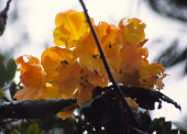 Rhododendron lowii