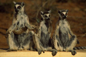 Ring-tailed lemurs