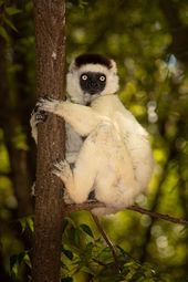 Verreaux's sifaka