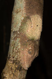 Leaf-tailed gecko