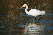 Great egret
