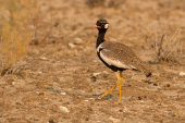 Northern black korhaan