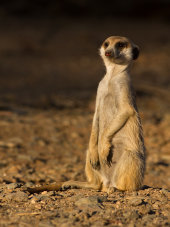 Meerkat