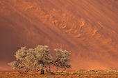 Sandstorm