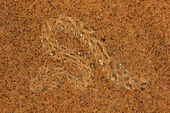 Sidewinding Adder