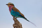 Lilac-breasted roller