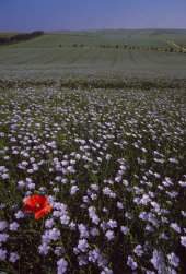 Flax, Barbury