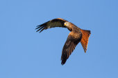 Red kite