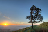 Pine tree, Martinsell Hill