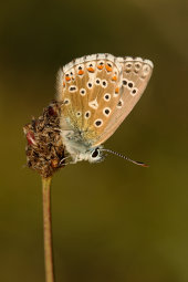 Adonis blue
