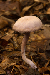 Wood Woolly-foot mushroom